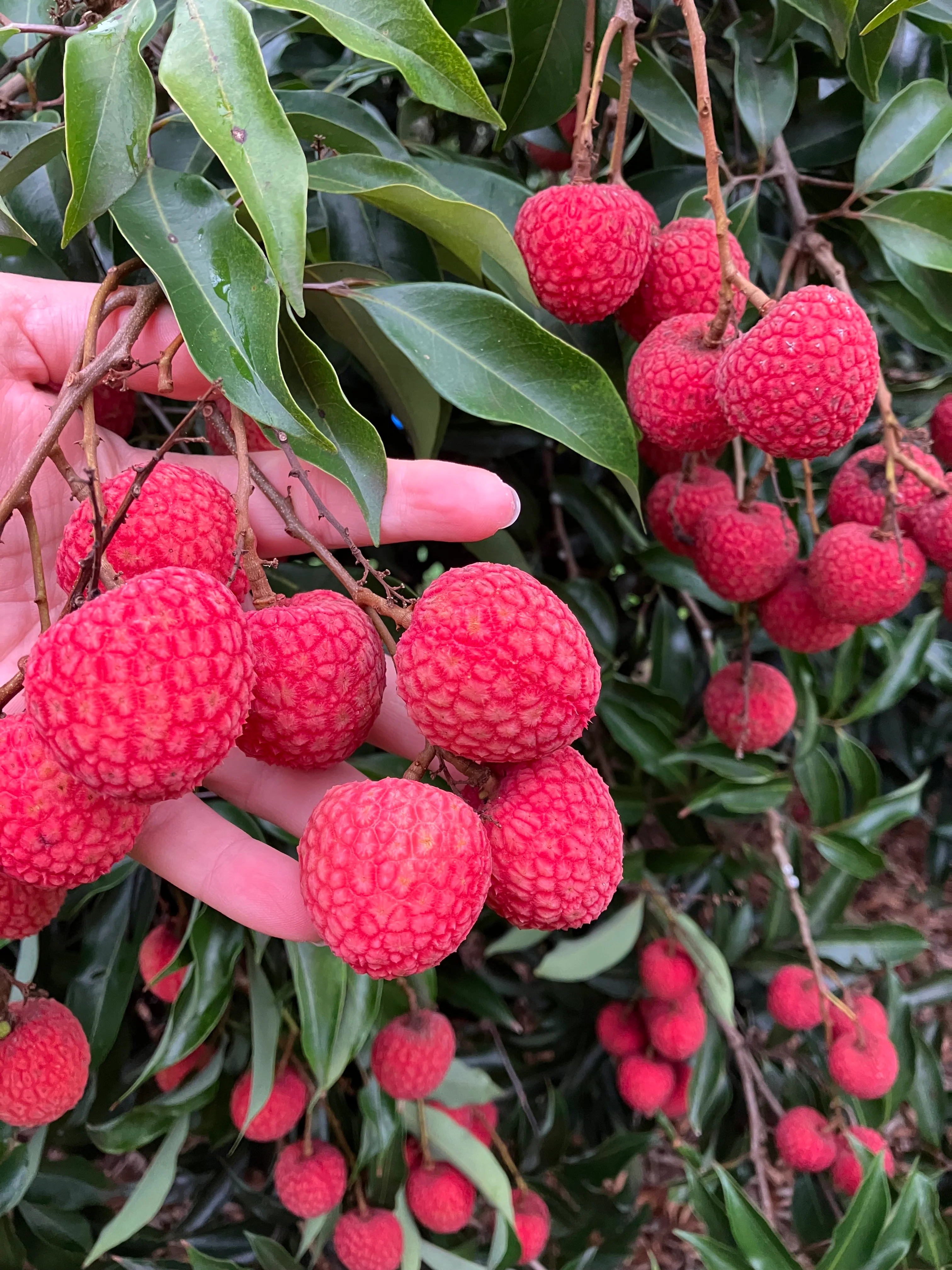 Image du litchis Baitaying